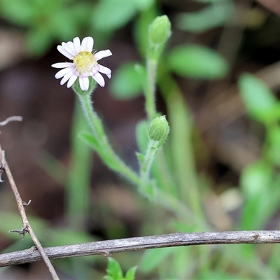 Vittadinia cuneata var. cuneata (Fuzzy New Holland Daisy) at Chiltern, VIC - 5 Oct 2024 by KylieWaldon