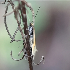 Philobota undescribed species near arabella at Beechworth, VIC - 6 Oct 2024 by KylieWaldon