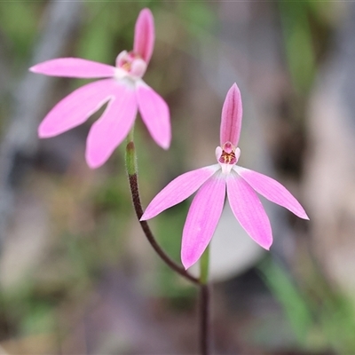 Caladenia carnea (Pink Fingers) at Beechworth, VIC - 5 Oct 2024 by KylieWaldon