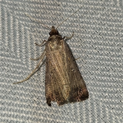 Leucania (genus) (A noctuid moth) at Braidwood, NSW - 7 Oct 2024 by MatthewFrawley