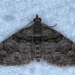 Phrissogonus laticostata (Apple looper moth) at Bulli, NSW - 5 Oct 2024 by jb2602