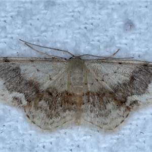 Idaea halmaea at Bulli, NSW - 5 Oct 2024 10:29 PM