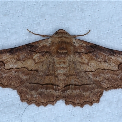 Undescribed species Boarmiini tribe (A Geometer moth (Ennominae)) at Bulli, NSW - 5 Oct 2024 by jb2602