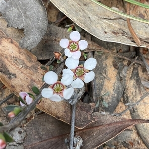 Gaudium multicaule at Aranda, ACT - 7 Oct 2024 02:16 PM