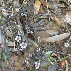 Gaudium multicaule at Aranda, ACT - 7 Oct 2024 02:16 PM