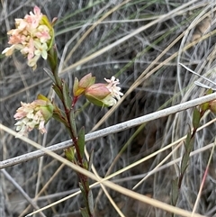 Pimelea linifolia subsp. linifolia (Queen of the Bush, Slender Rice-flower) at Acton, ACT - 7 Oct 2024 by Jennybach