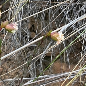 Pimelea linifolia subsp. linifolia at Acton, ACT - 7 Oct 2024