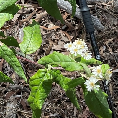 Olearia lirata (Snowy Daisybush) at Yarralumla, ACT - 7 Oct 2024 by Jennybach