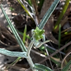 Senecio (genus) (A Fireweed) at Yarralumla, ACT - 7 Oct 2024 by Jennybach