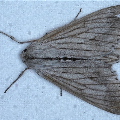 Paraterpna sp. (A Geometer moth) at Bulli, NSW - 6 Oct 2024 by jb2602