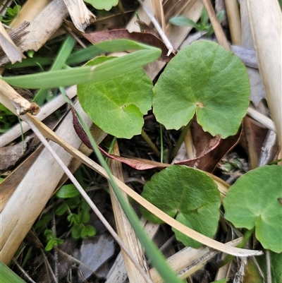 Centella cordifolia (Centella) at Budawang, NSW - 7 Oct 2024 by Csteele4