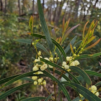 Acacia mabellae at Budawang, NSW - 7 Oct 2024 by Csteele4