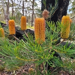 Banksia spinulosa (Hairpin Banksia) at Budawang, NSW - 7 Oct 2024 by Csteele4