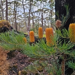 Banksia spinulosa at Budawang, NSW - 7 Oct 2024 04:56 PM