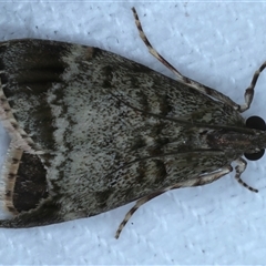 Stericta concisella (A Pyralid moth (Epipaschiinae)) at Bulli, NSW - 4 Oct 2024 by jb2602