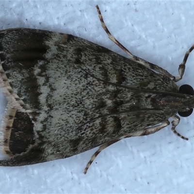 Stericta concisella (A Pyralid moth (Epipaschiinae)) at Bulli, NSW - 4 Oct 2024 by jb2602