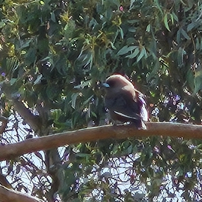 Artamus cyanopterus (Dusky Woodswallow) at Weetangera, ACT - 6 Oct 2024 by sangio7