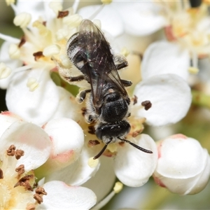 Lasioglossum (Chilalictus) lanarium at Jerrabomberra, NSW - suppressed