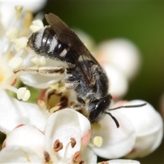 Lasioglossum (Chilalictus) lanarium at Jerrabomberra, NSW - suppressed