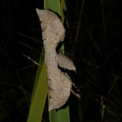 Circopetes obtusata (Grey Twisted Moth) at Freshwater Creek, VIC - 15 Feb 2021 by WendyEM