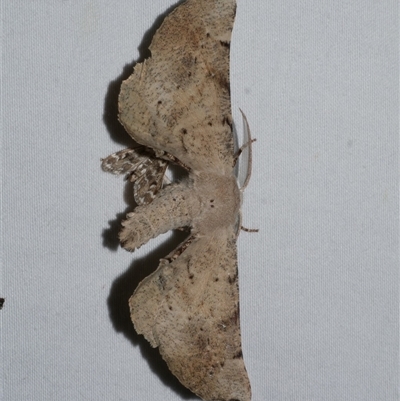 Circopetes obtusata (Grey Twisted Moth) at Freshwater Creek, VIC - 15 Feb 2021 by WendyEM