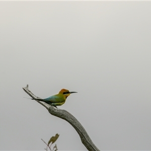 Merops ornatus at Denman Prospect, ACT - 7 Oct 2024 12:13 PM