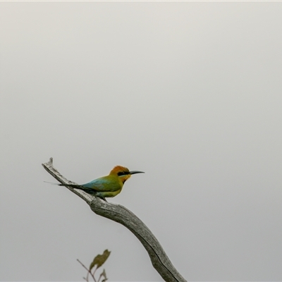 Merops ornatus (Rainbow Bee-eater) at Denman Prospect, ACT - 7 Oct 2024 by angelb