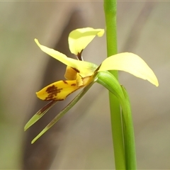 Diuris sulphurea (Tiger Orchid) at Colo Vale, NSW - 4 Oct 2024 by Curiosity