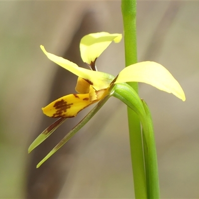 Diuris sulphurea (Tiger Orchid) at Colo Vale, NSW - 4 Oct 2024 by Curiosity