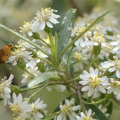 Olearia viscidula (Wallaby Weed) at Colo Vale, NSW - 4 Oct 2024 by Curiosity