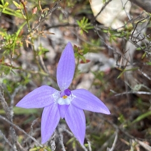 Glossodia major at Tharwa, ACT - suppressed