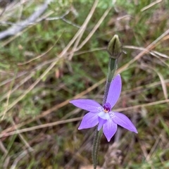 Glossodia major at Tharwa, ACT - suppressed