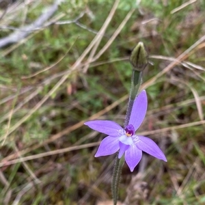 Glossodia major at Tharwa, ACT - suppressed