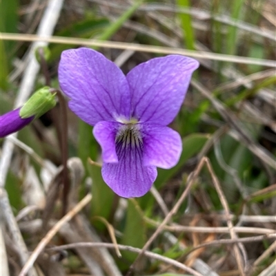 Viola betonicifolia (Mountain Violet) at Tharwa, ACT - 6 Oct 2024 by Shazw