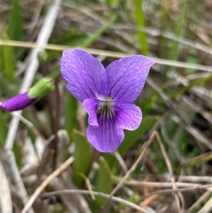 Viola betonicifolia at Tharwa, ACT - 6 Oct 2024