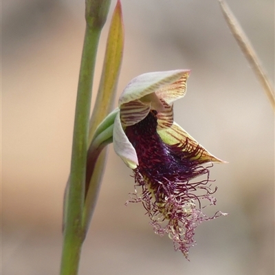 Calochilus platychilus (Purple Beard Orchid) at Colo Vale, NSW - 4 Oct 2024 by Curiosity