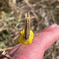 Clania (genus) (A case moth) at Tharwa, ACT - 6 Oct 2024 by Shazw