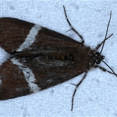 Coenotoca subaspersa (Rainforest Vine Day-moth) at Bulli, NSW - 5 Oct 2024 by jb2602