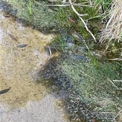 Characeae (family) (Stonewort (A freshwater algae)) at Lerida, NSW - 7 Oct 2024 by JaneR