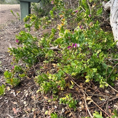 Polygala myrtifolia (Myrtle-leaf Milkwort) at Portsea, VIC - 8 Oct 2024 by marikit