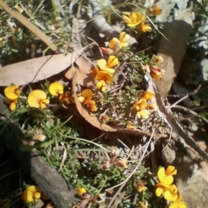 Pultenaea microphylla at Bungonia, NSW - 7 Oct 2024