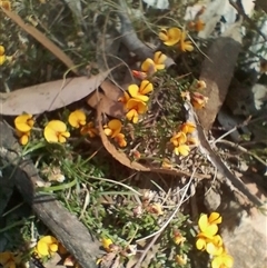 Pultenaea microphylla at Bungonia, NSW - 7 Oct 2024 02:17 PM