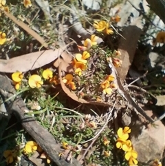 Pultenaea microphylla at Bungonia, NSW - 7 Oct 2024