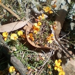 Pultenaea microphylla at Bungonia, NSW - 7 Oct 2024