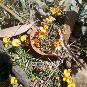 Pultenaea microphylla at Bungonia, NSW - 7 Oct 2024 02:17 PM