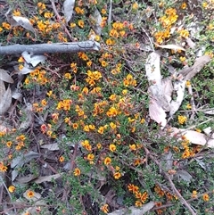 Pultenaea microphylla at Bungonia, NSW - 7 Oct 2024