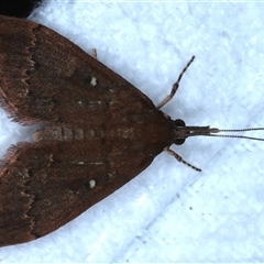 Camptomastix hisbonalis (A Crambid moth (Spilomelinae)) at Bulli, NSW - 5 Oct 2024 by jb2602