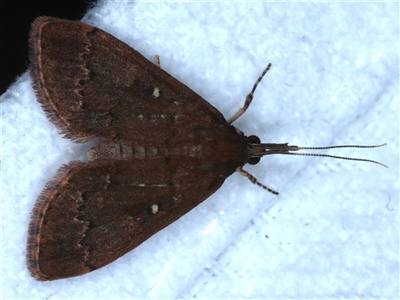 Camptomastix hisbonalis (A Crambid moth (Spilomelinae)) at Bulli, NSW - 5 Oct 2024 by jb2602