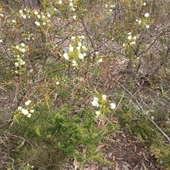 Acacia genistifolia (Early Wattle) at Bungonia, NSW - 4 Oct 2024 by mahargiani