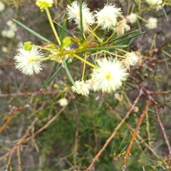 Acacia genistifolia at Bungonia, NSW - 4 Oct 2024 11:44 AM